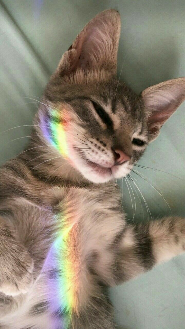 Котя