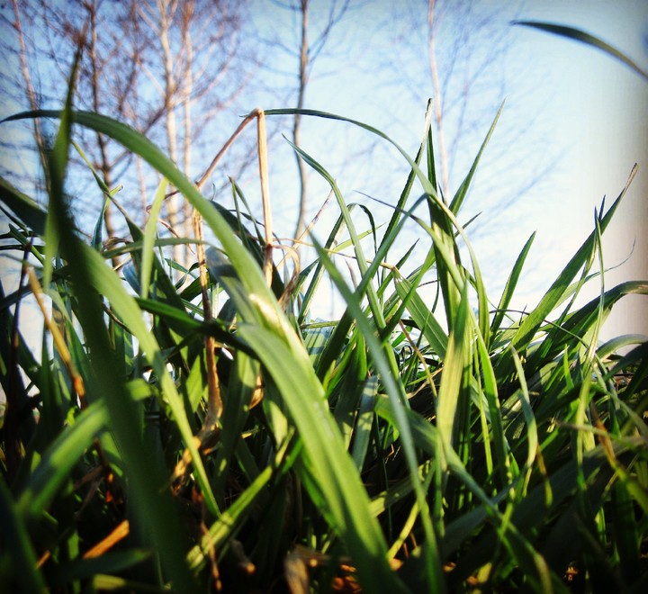 Grass