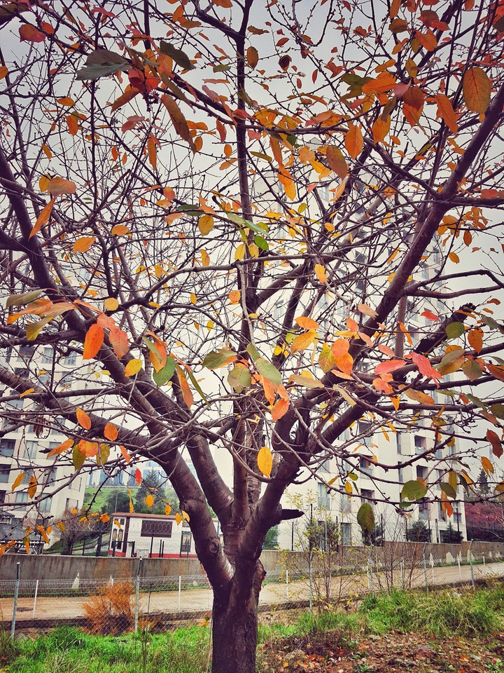 autum