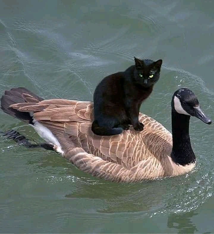 Duck and Cat