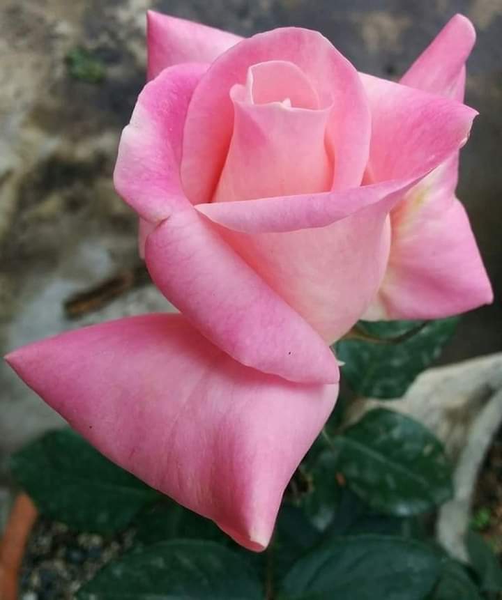 É um caso de amor!!!!!!!
