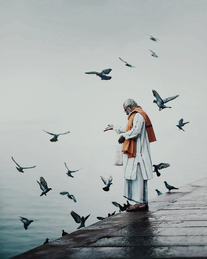 birds