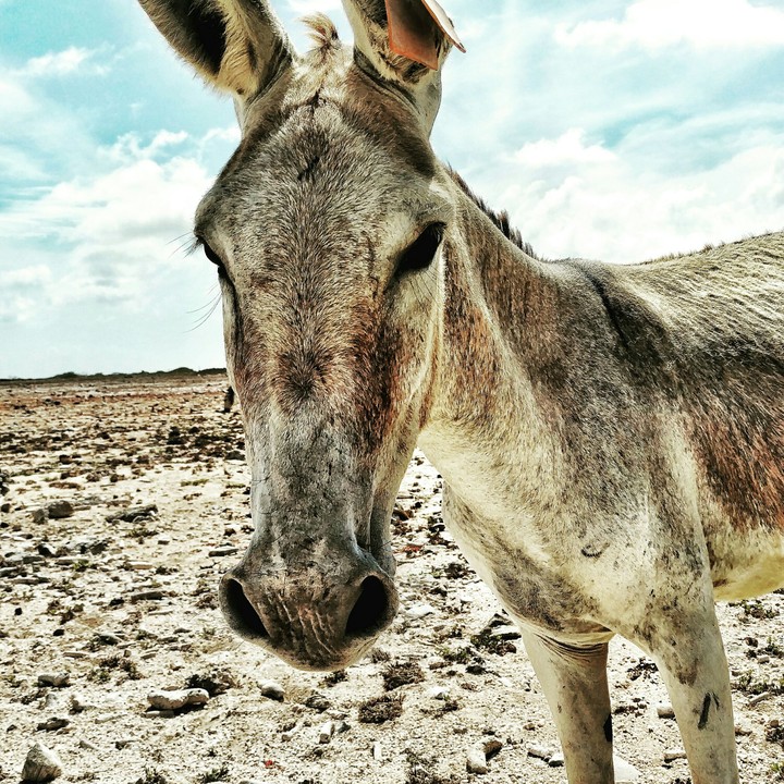 donkey in the dessert