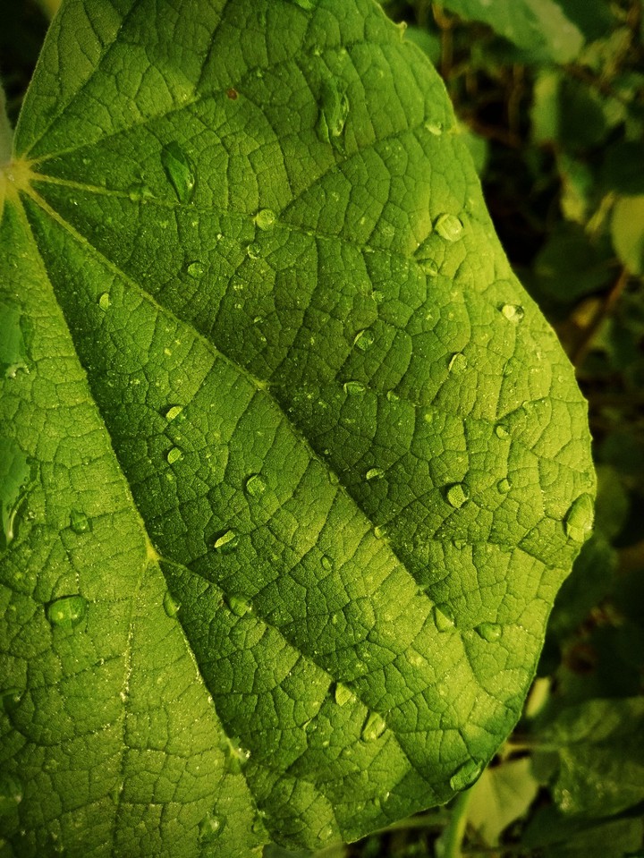 The Dew Drops