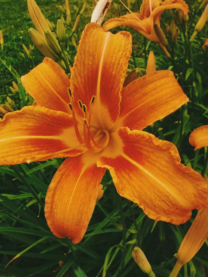 flower orange