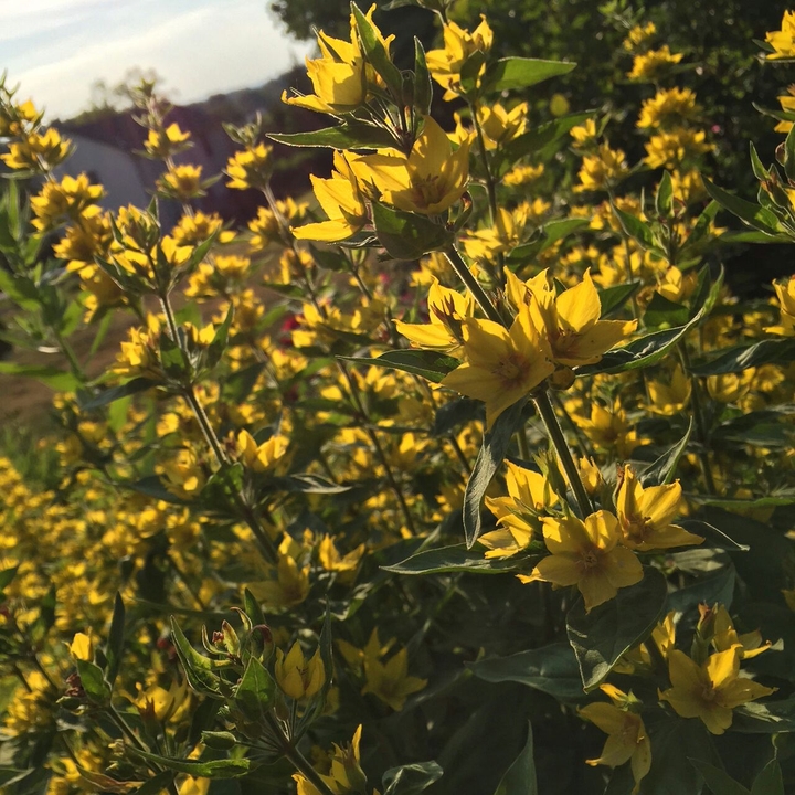 Yellow (I forget the name) Flowers