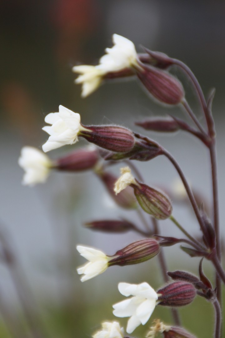 wildflowers