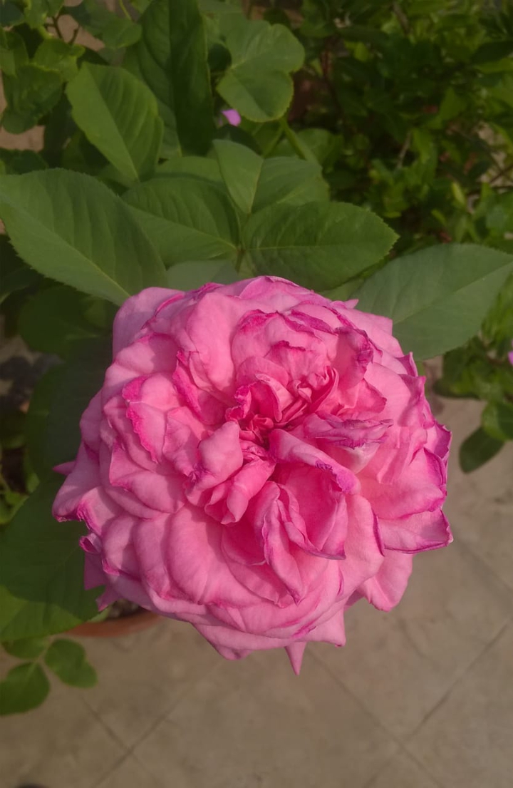 Beautiful rose.