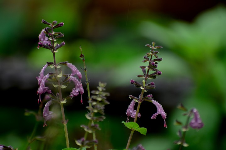 Nature