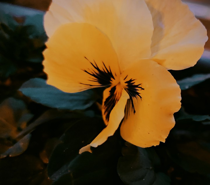 flower