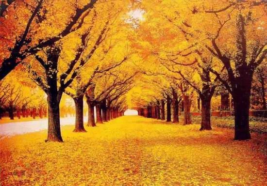 autumn