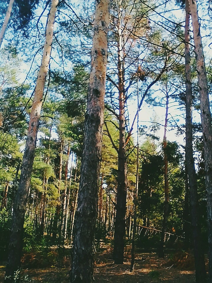 One day in the forest