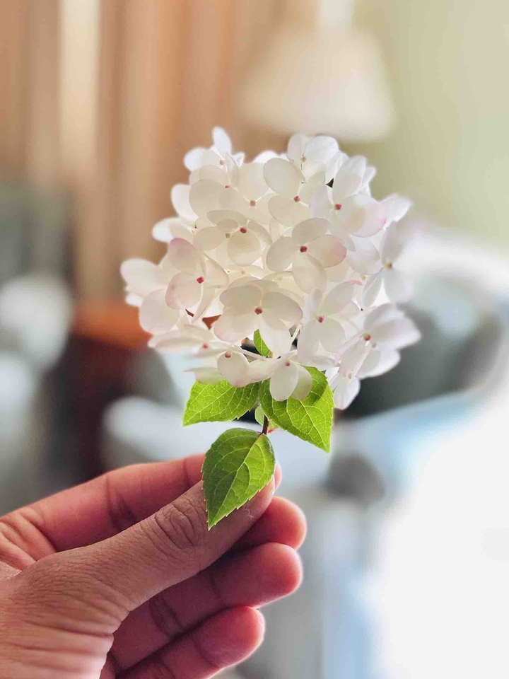 beauty