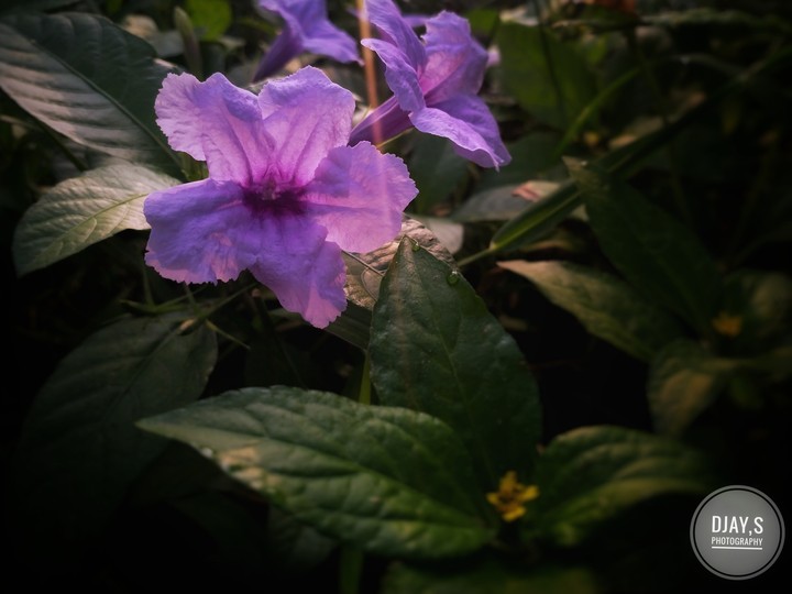 flower