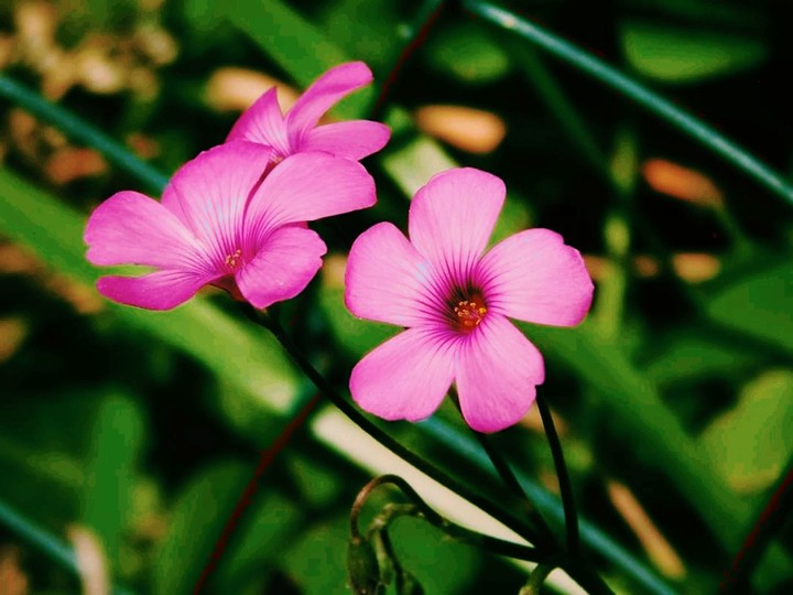 flowers