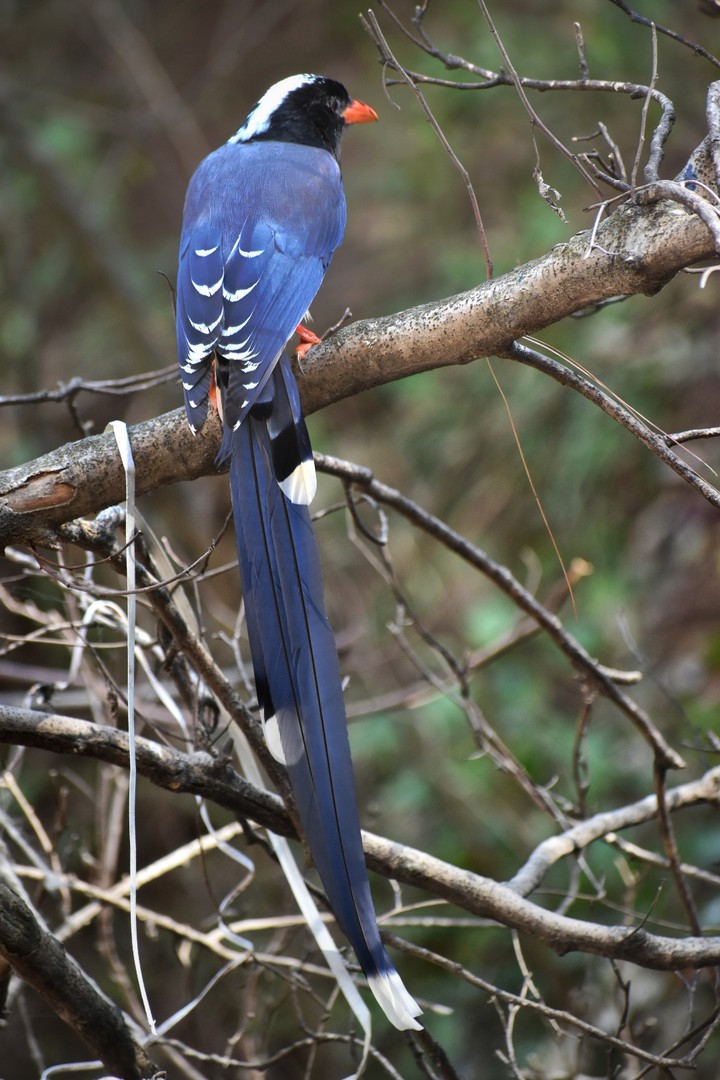 red billed blue magpie