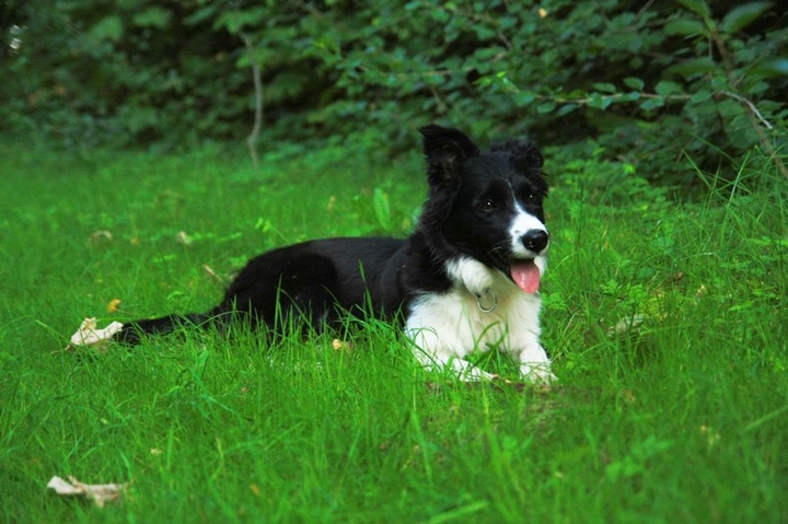 Puppy