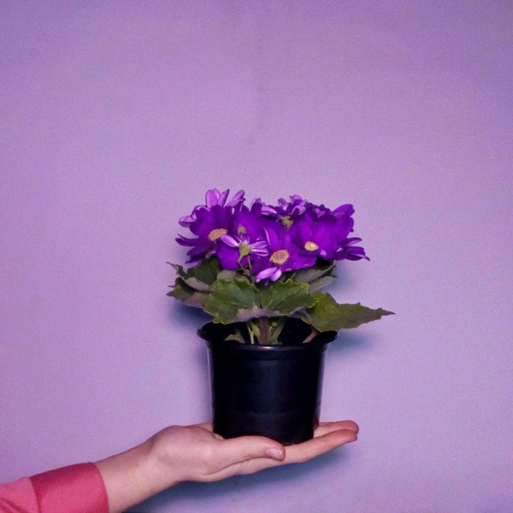 цветы