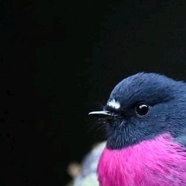 4x puzzle Pink Robin