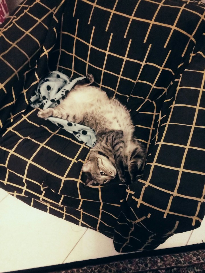 luci