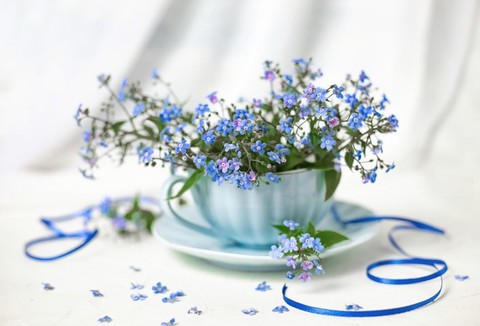 Forgetmenot
