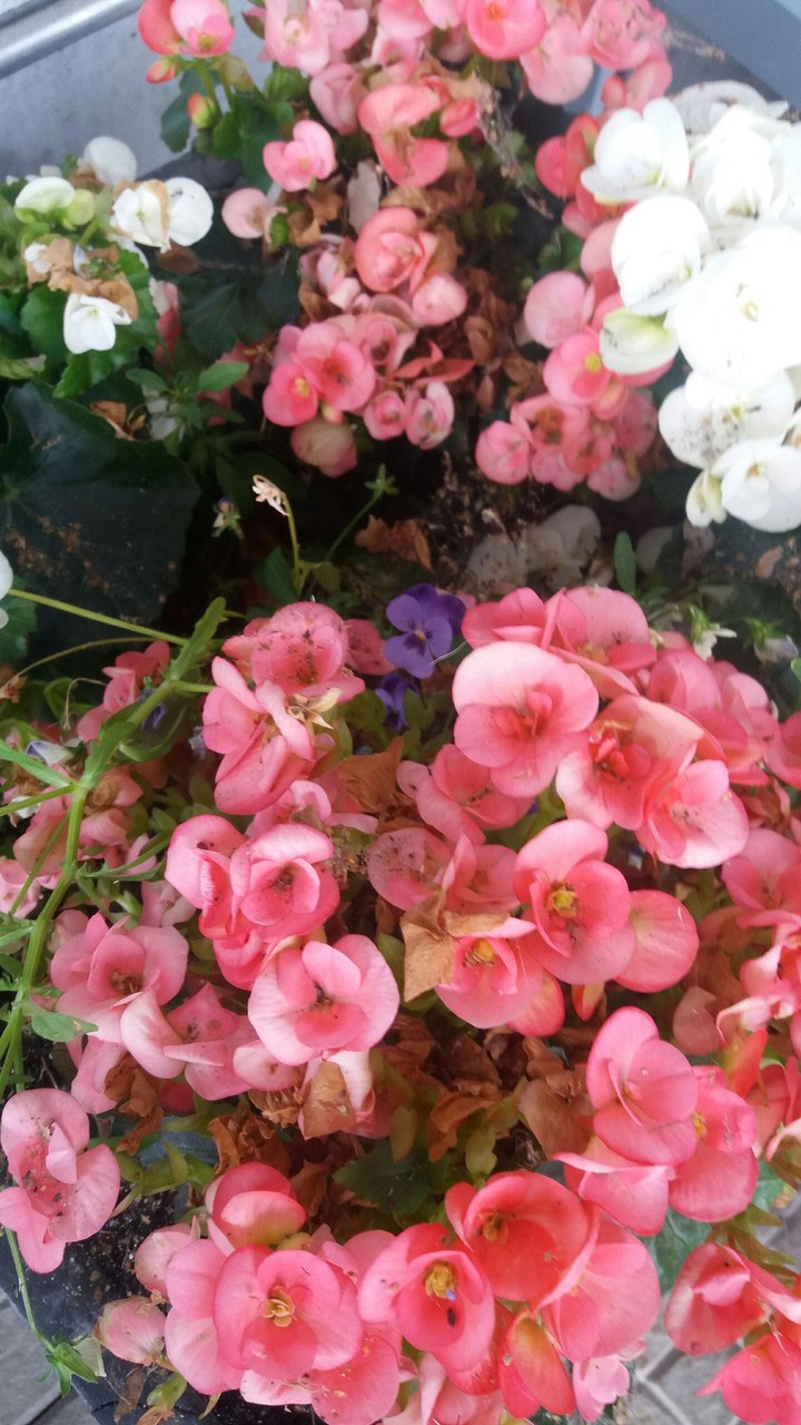 Old roses