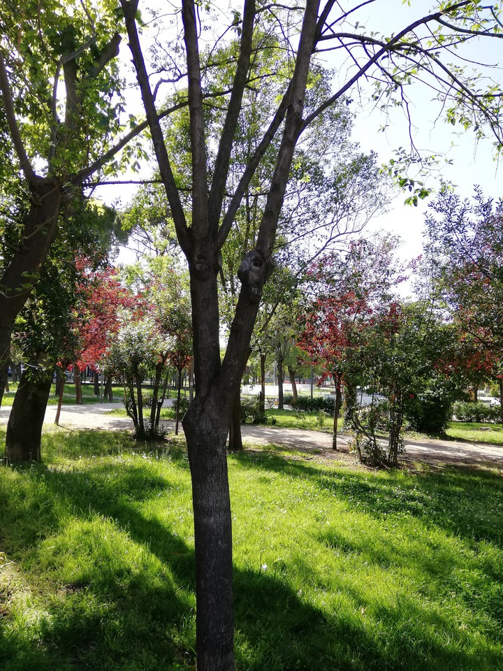 Trees in the Park