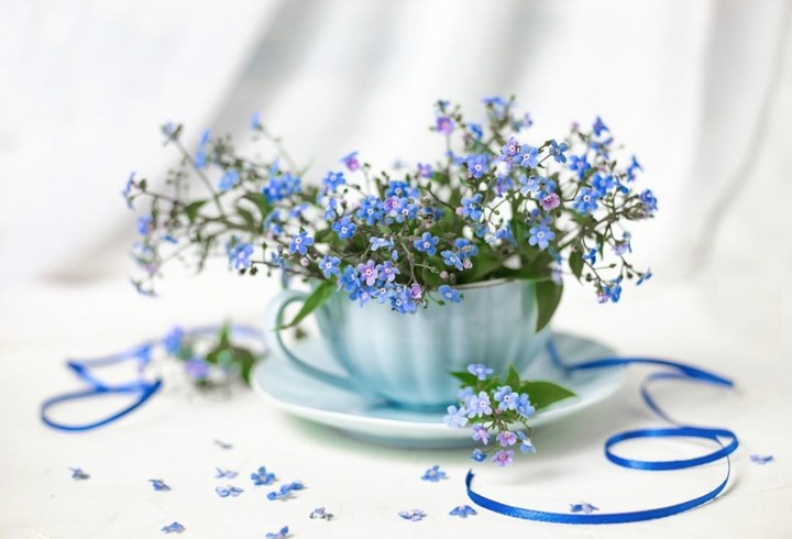 Forgetmenot