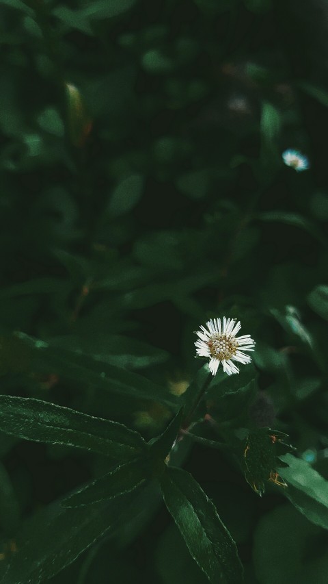 plant
