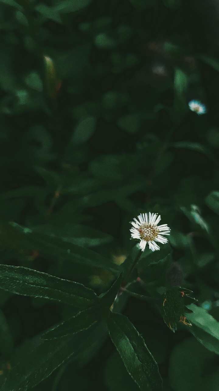 plant
