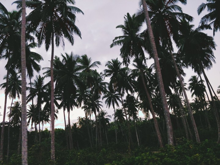 Evening Beauty - India