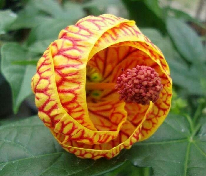 kandy