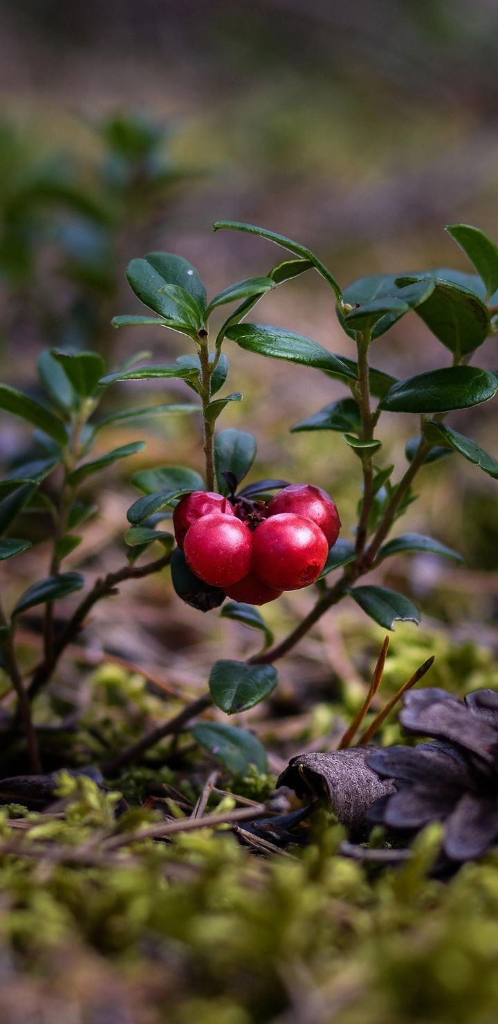 Berry