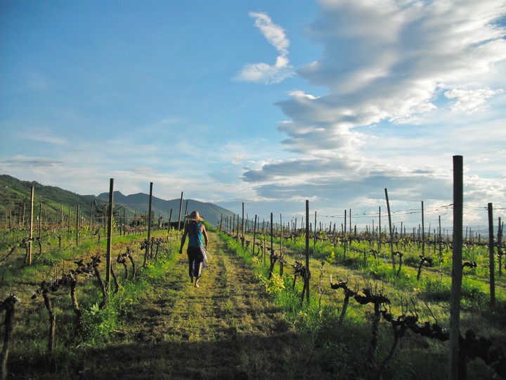 Aye Thar Yar Wine Garden