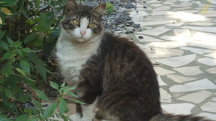 kedi