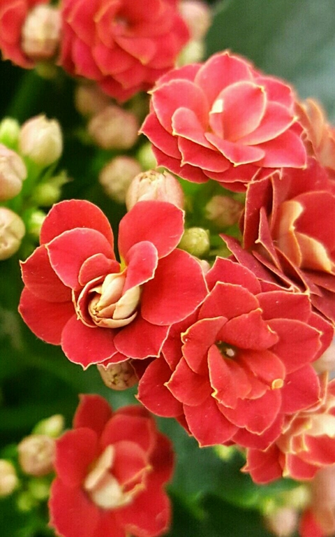 flower, floribunda वॉलपेपर