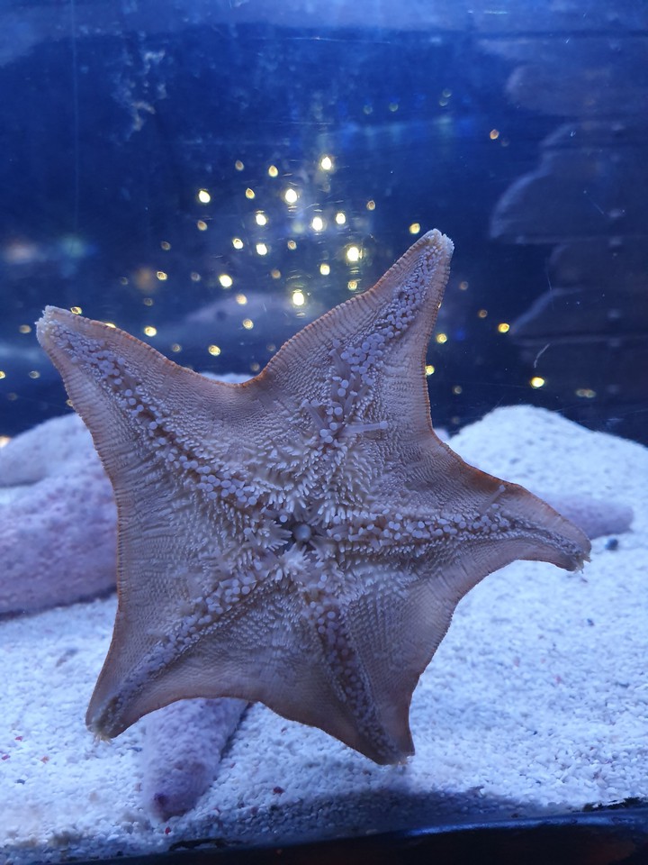 Starfish
