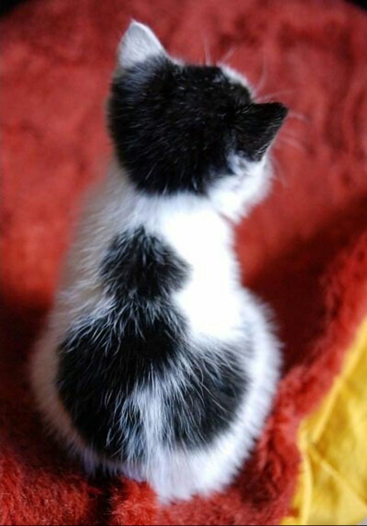 kitty