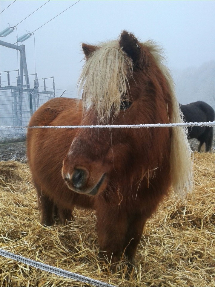mini shetland