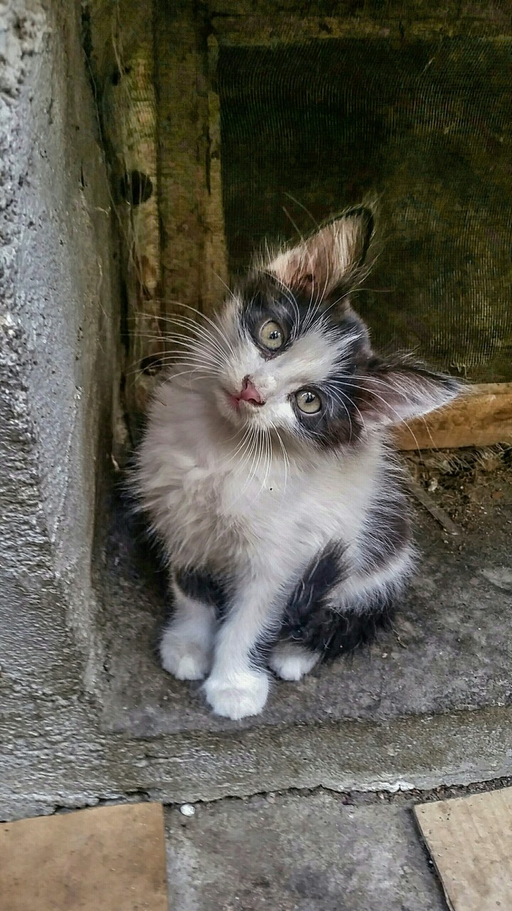 cat