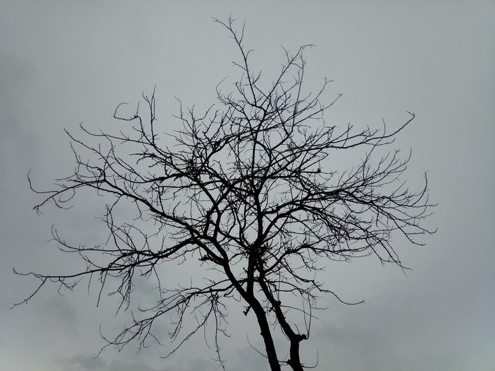 tree