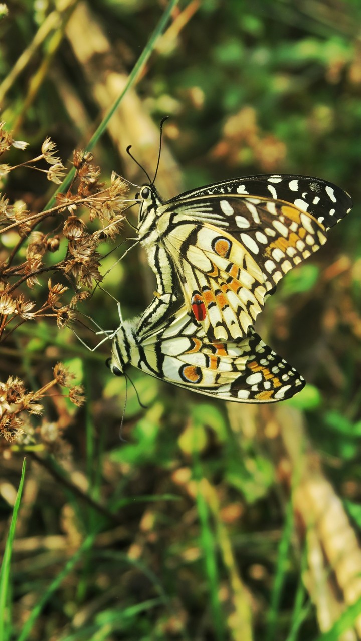 butterfly