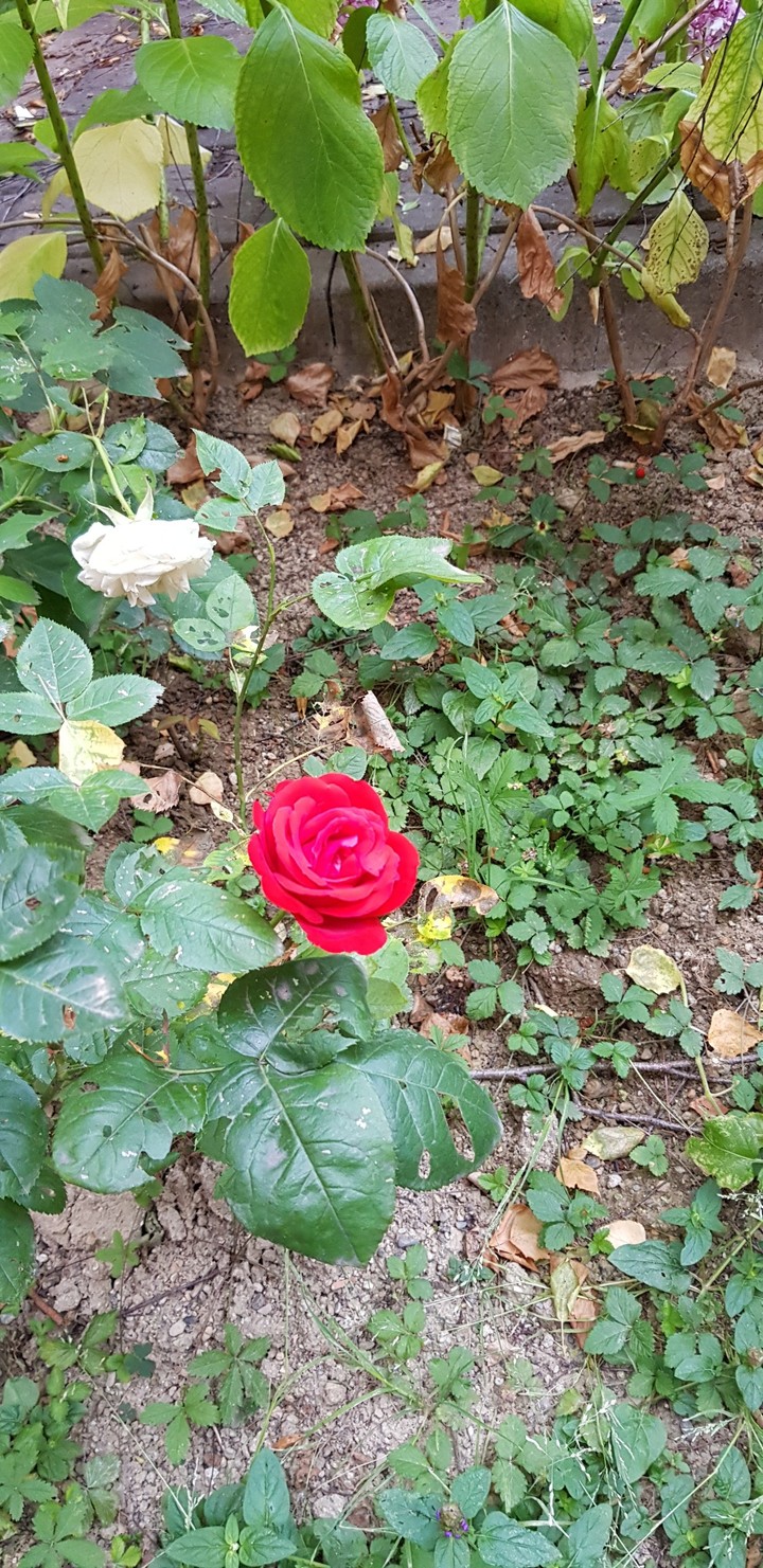 Rosa di giugno