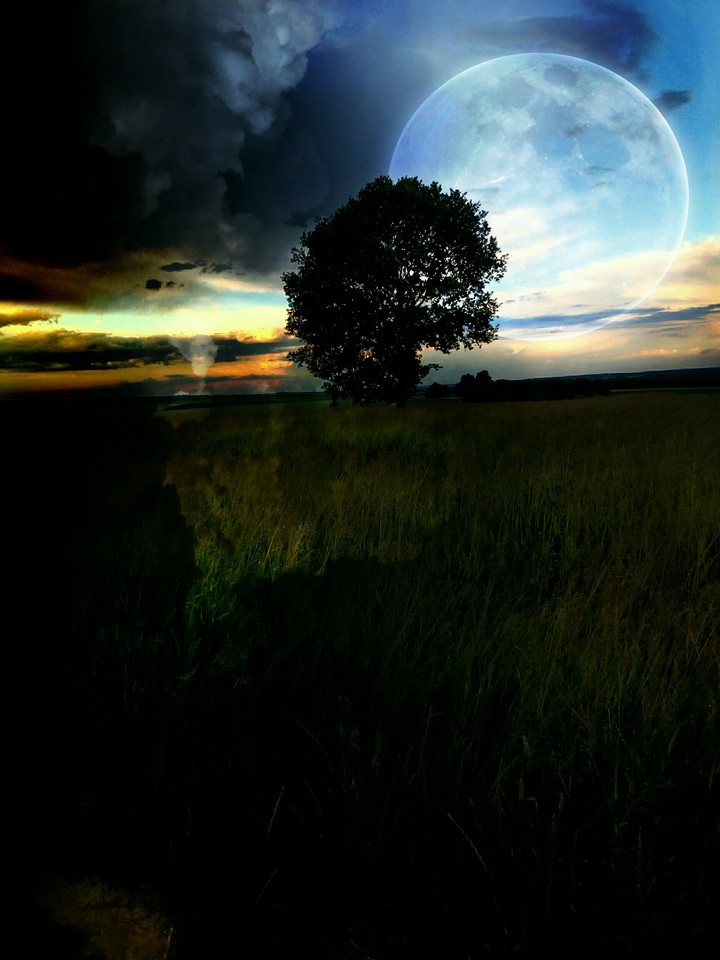 Moon behind tree