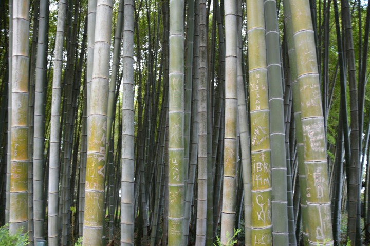 Bamboo
