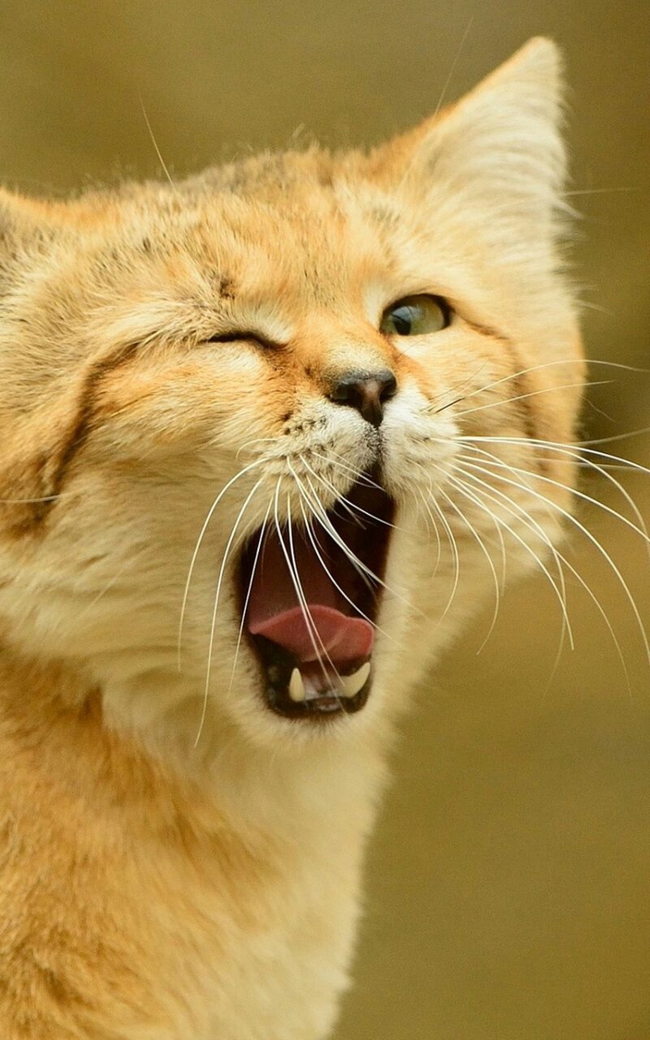 Funny Cat