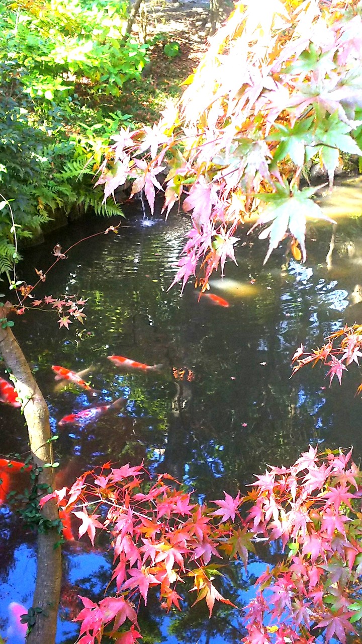 JAPAN KAMAKURA Colored leaves Colored carp