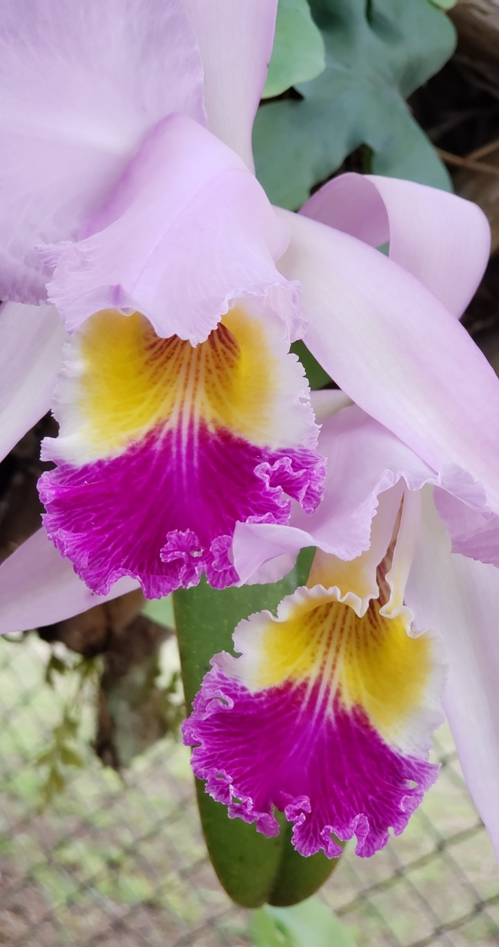 Orquidea