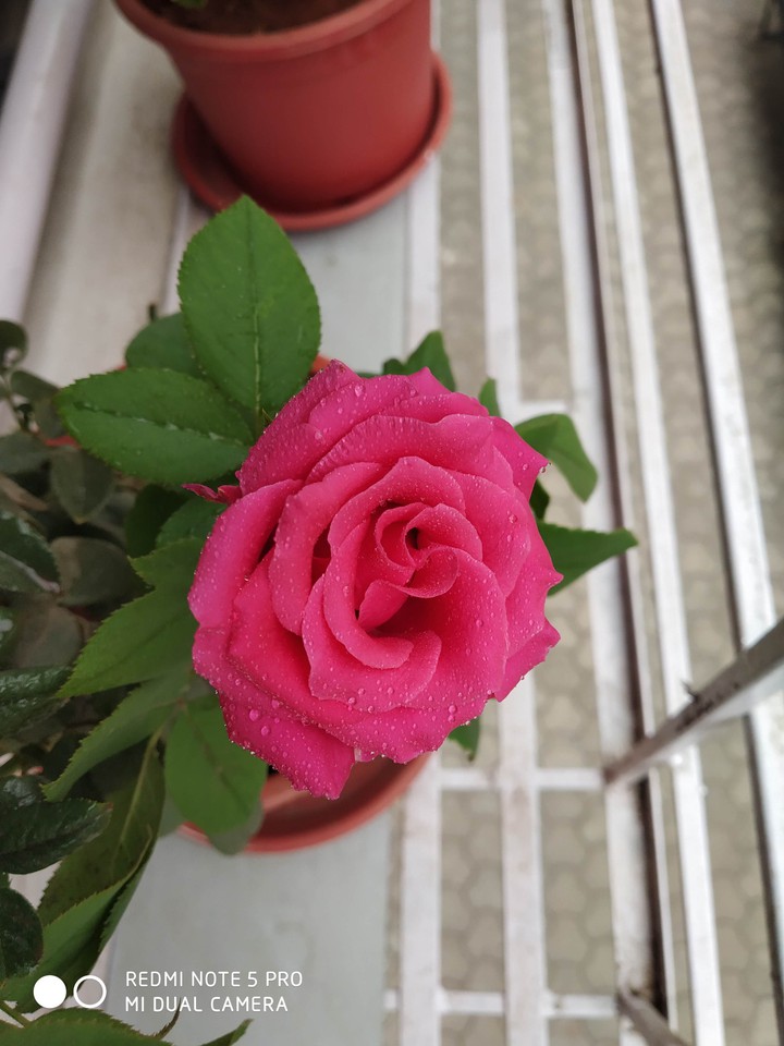 pink Rose