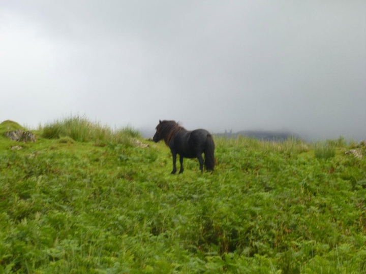 Snowdon Horse